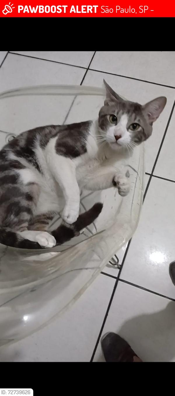 Lost Male Cat last seen Rua avenida itaberaba, São Paulo, SP 02758-060