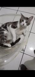 Lost Male Cat last seen Rua avenida itaberaba, São Paulo, SP 02758-060