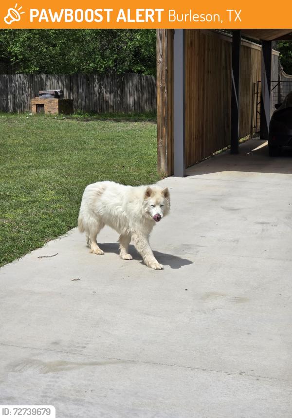 Found/Stray Unknown Dog last seen Oak lane Burleson tx, Burleson, TX 76028
