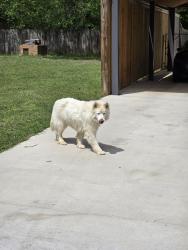 Found/Stray Unknown Dog last seen Oak lane Burleson tx, Burleson, TX 76028
