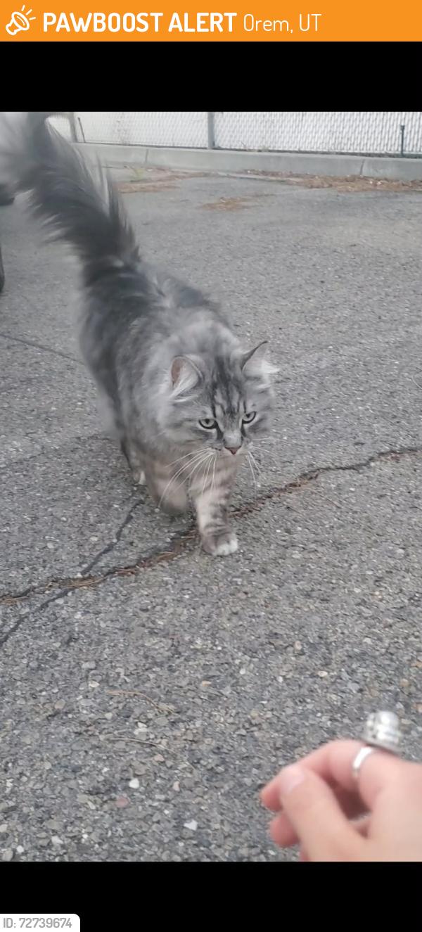 Found/Stray Unknown Cat last seen Crossed Palisade Dr, near the UHS of Provo Canyon, Orem, UT 84097