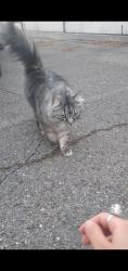 Found/Stray Unknown Cat last seen Crossed Palisade Dr, near the UHS of Provo Canyon, Orem, UT 84097