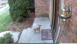 Found/Stray Male Dog last seen Wealdstone and Regents Park, Toledo, OH 43617