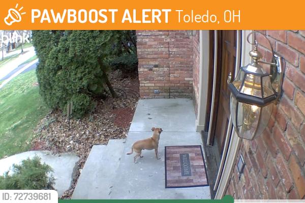 Found/Stray Male Dog last seen Wealdstone and Regents Park, Toledo, OH 43617