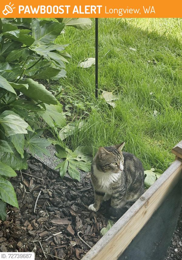 Found/Stray Unknown Cat last seen Tori Ln Longview, Longview, WA 98632
