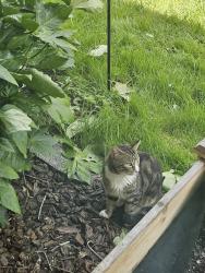 Found/Stray Unknown Cat last seen Tori Ln Longview, Longview, WA 98632