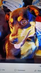 Lost Female Dog last seen Saturn, Pancari, Dartmouth Dr, Idaho Falls, ID 83402