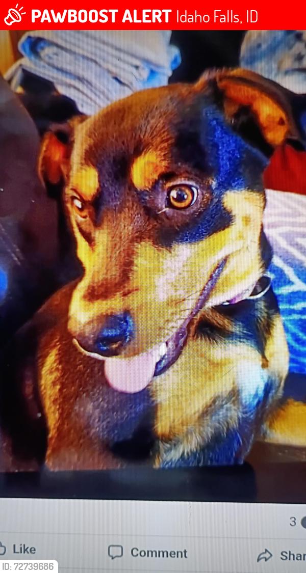 Lost Female Dog last seen Saturn, Pancari, Dartmouth Dr, Idaho Falls, ID 83402