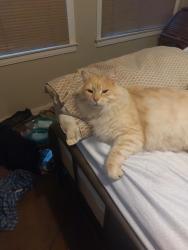 Lost Male Cat last seen Clovis Ave/ Butler, Fresno, CA 93727