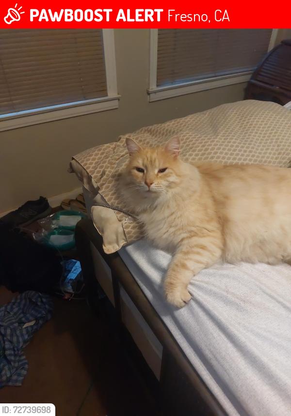 Lost Male Cat last seen Clovis Ave/ Butler, Fresno, CA 93727