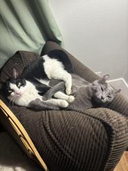 Lost Male Cat last seen 4th Ave s Nampa , Nampa, ID 83651