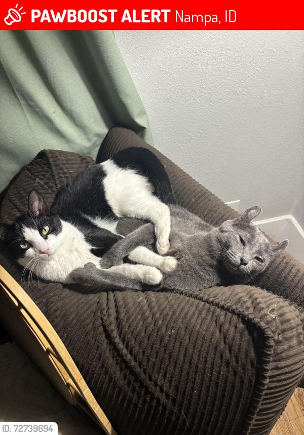 Lost Male Cat last seen 4th Ave s Nampa , Nampa, ID 83651