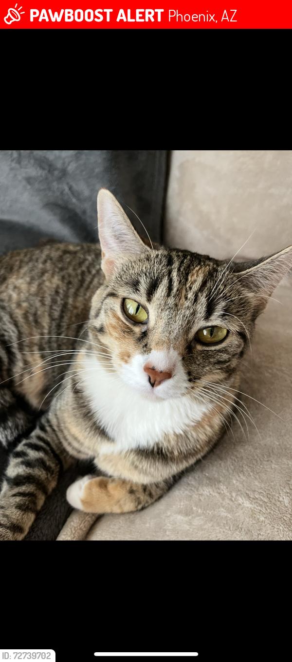 Lost Female Cat last seen 16th & Roesser, Phoenix, AZ 85040