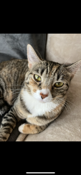 Lost Female Cat last seen 16th & Roesser, Phoenix, AZ 85040