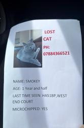 Lost Male Cat last seen West end court Pinner , Greater London, England HA5 1BP