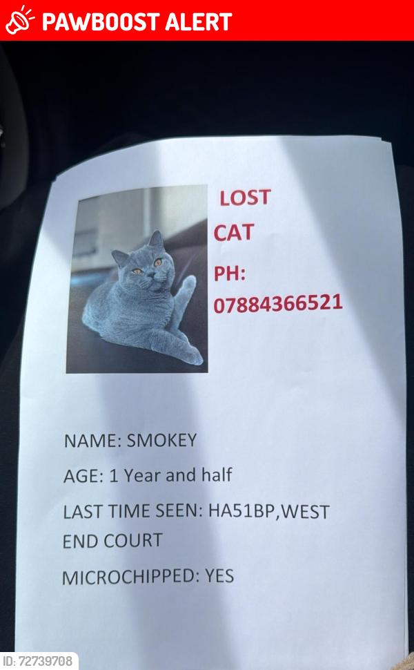 Lost Male Cat last seen West end court Pinner , Greater London, England HA5 1BP