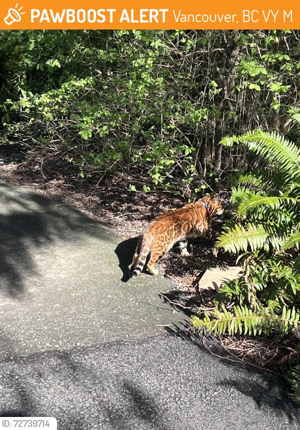 Found/Stray Unknown Cat last seen Queen Elizabeth Park, Vancouver, BC V5Y 2M4