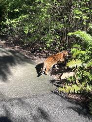 Found/Stray Unknown Cat last seen Queen Elizabeth Park, Vancouver, BC V5Y 2M4
