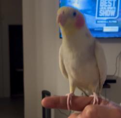Lost Male Bird last seen San eljay/cypress, Cathedral City, CA 92234