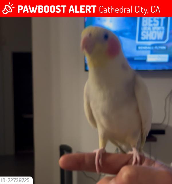 Lost Male Bird last seen San eljay/cypress, Cathedral City, CA 92234