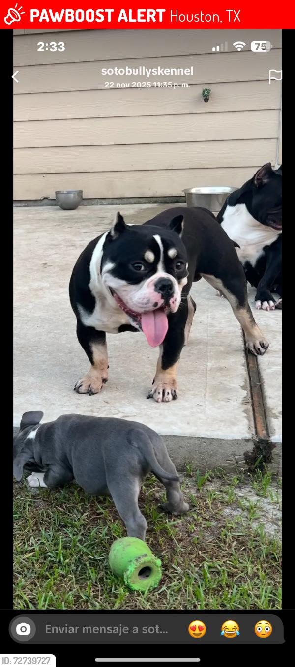 Lost Male Dog last seen Inglan st, Houston, TX 77021