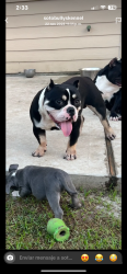 Lost Male Dog last seen Inglan st, Houston, TX 77021