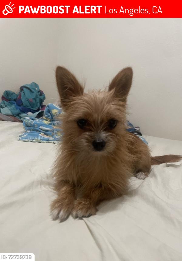 Lost Female Dog last seen Strathern and roscoe, Los Angeles, CA 91306