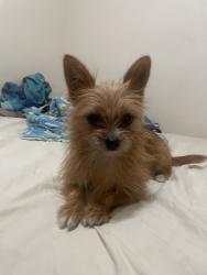 Lost Female Dog last seen Strathern and roscoe, Los Angeles, CA 91306