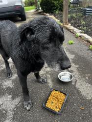 Found/Stray Male Dog last seen Near & 129, Maryville, TN 37801