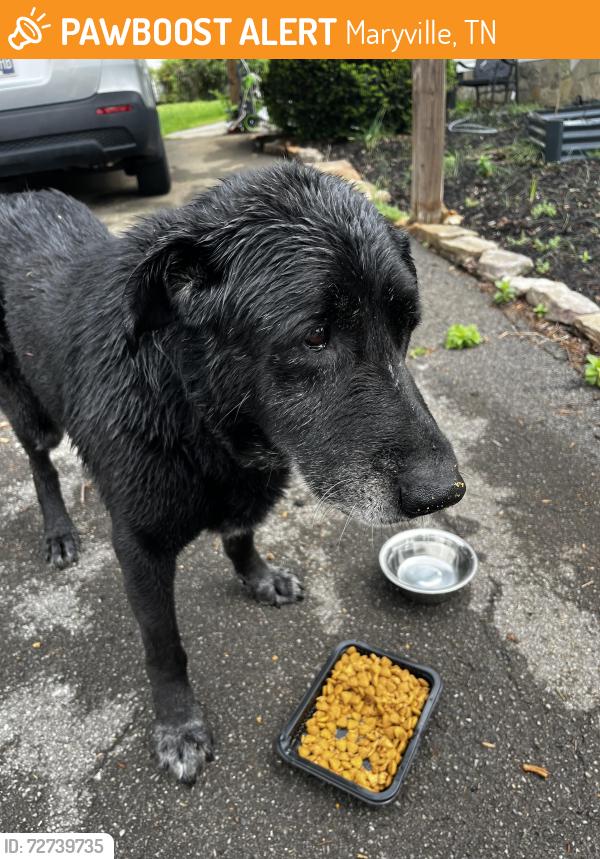 Found/Stray Male Dog last seen Near & 129, Maryville, TN 37801