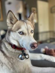 Lost Female Dog last seen Hwy 1056 , Kentwood, LA 70444
