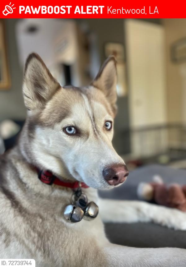 Lost Female Dog last seen Hwy 1056 , Kentwood, LA 70444