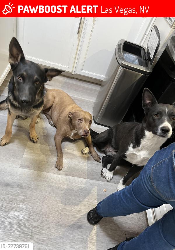 Lost Female Dog last seen Rancho high school , Las Vegas, NV 89101