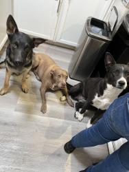 Lost Female Dog last seen Rancho high school , Las Vegas, NV 89101