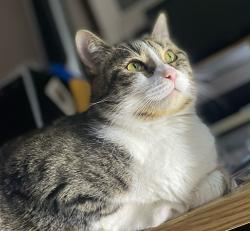 Lost Male Cat last seen Crawford Drive & Erskine Avenue, Peterborough, ON K9J 7H3