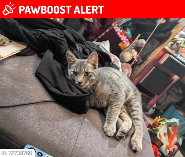 Lost Male Cat last seen Bradly and wageman , Colorado Springs, CO 80911