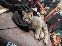 Lost Male Cat last seen Bradly and wageman , Colorado Springs, CO 80911