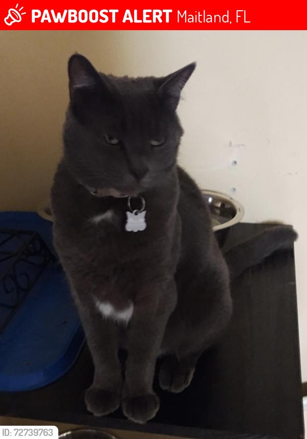 Lost Male Cat last seen Tuscora and Lake Howell Rd, Maitland, FL 32751
