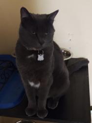Lost Male Cat last seen Tuscora and Lake Howell Rd , Maitland, FL 32751