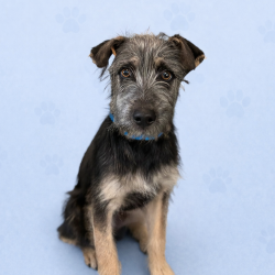 Shelter Stray Male Dog last seen , Memphis, TN 38133
