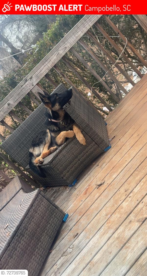 Lost Male Dog last seen Buford Oliver Dr , Campobello, SC 28722
