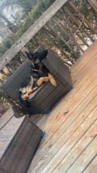 Lost Male Dog last seen Buford Oliver Dr , Campobello, SC 28722