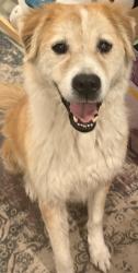 Lost Female Dog last seen Es and South New Braunfels , San Antonio, TX 78210