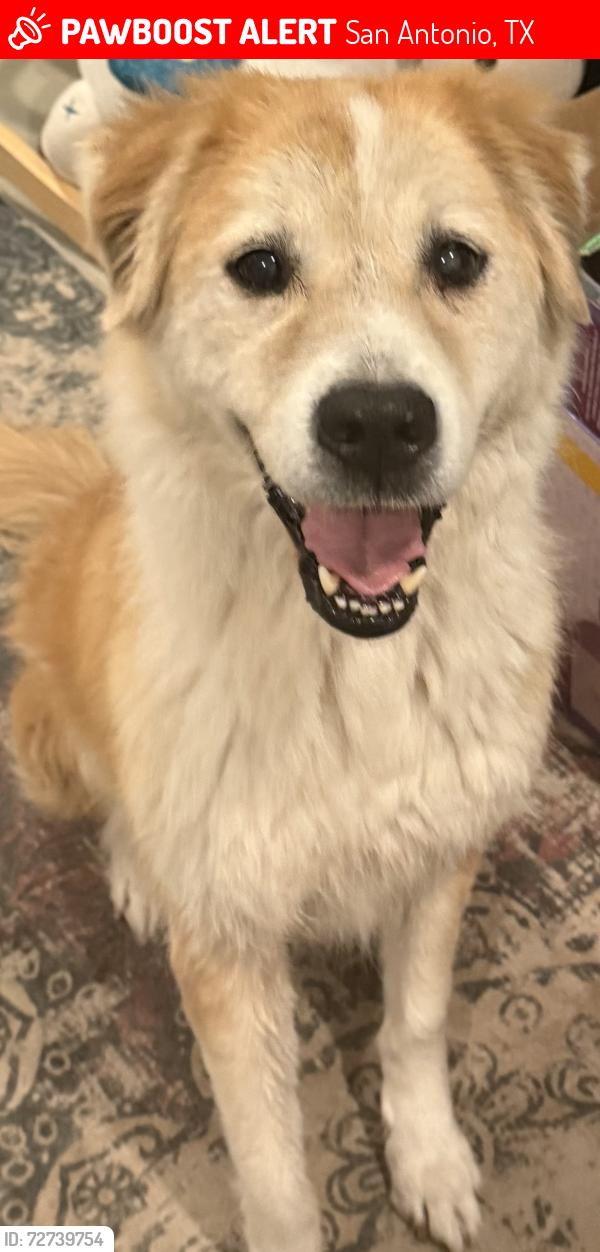 Lost Female Dog last seen Es and South New Braunfels , San Antonio, TX 78210