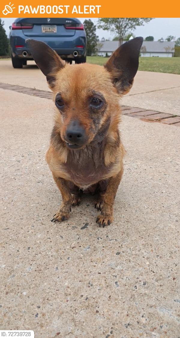Found/Stray Unknown Dog last seen Lake Lyman Heights and To Rest St, Spartanburg County, SC 29365