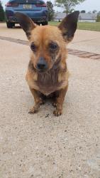 Found/Stray Unknown Dog last seen Lake Lyman Heights and To Rest St, Spartanburg County, SC 29365