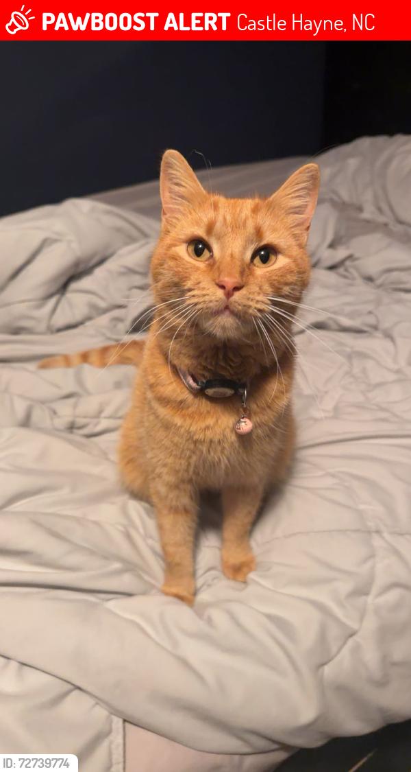 Lost Female Cat last seen Lynn Avenue, Castle Hayne, NC 28429