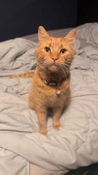 Lost Female Cat last seen Lynn Avenue, Castle Hayne, NC 28429