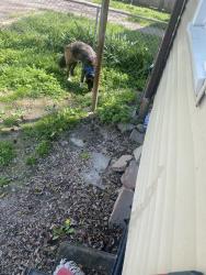Found/Stray Unknown Dog last seen Lansing, Louisville, KY 40214