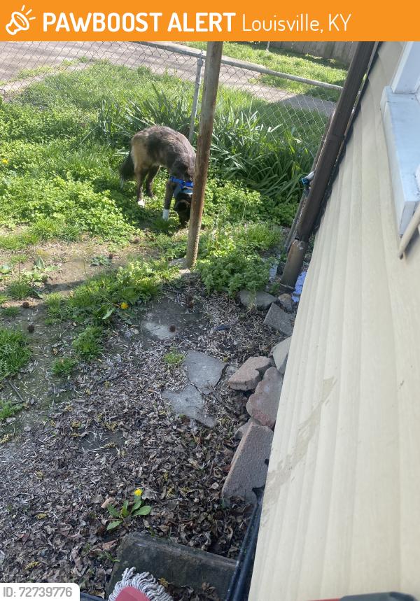 Found/Stray Unknown Dog last seen Lansing, Louisville, KY 40214